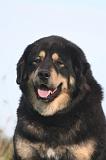 DOGUE DU TIBET 669